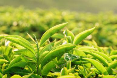 绿茶是热性的还是凉性的，没有发酵的生茶(凉性茶叶)