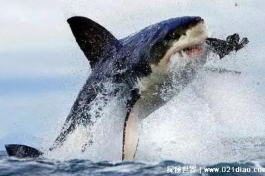 世界上最恐怖的鲸鱼，虎鲸性情凶狠，被称为海上霸王