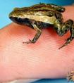 世界上最小的青蛙:阿马乌童蛙(全长7.7毫米)